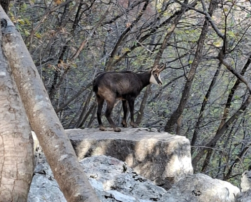 Gämse am Klettersteig