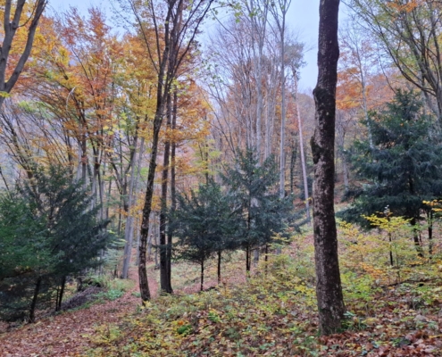 Herbstwald über Mezzocorona - Abstieg Burrone Steig über Hochsiedlung Monte